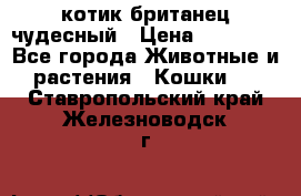 котик британец чудесный › Цена ­ 12 000 - Все города Животные и растения » Кошки   . Ставропольский край,Железноводск г.